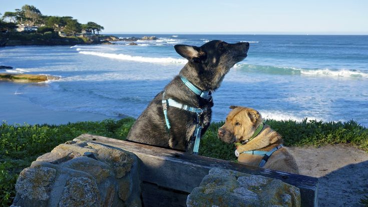 two dogs sitting on a bench looking out at the ocean