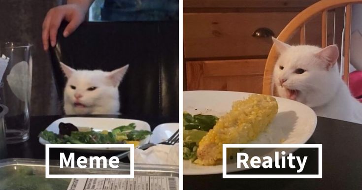 two pictures with cats sitting at a table and one has food in front of it