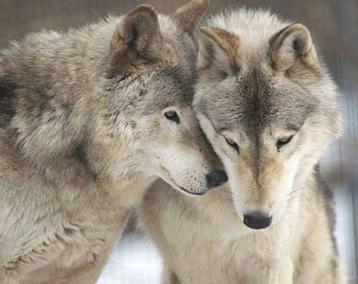 timber wolf Nana&Sasuke | Wolf dog, Wolf spirit animal, Wolf love