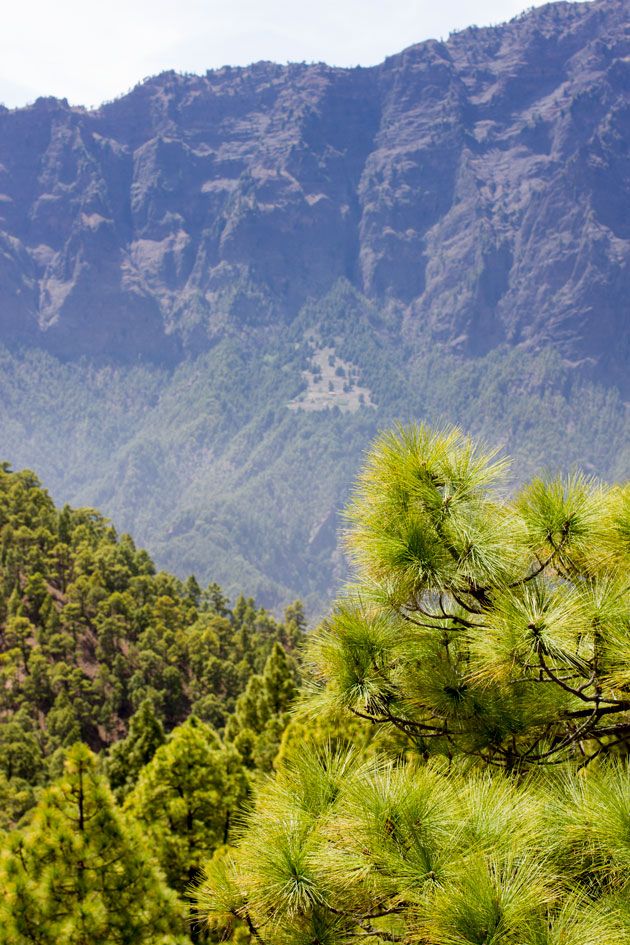 pine trees in the foreground with mountains in the background