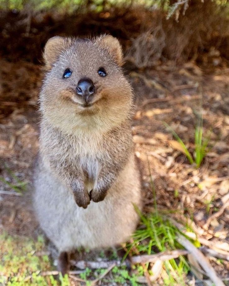 a small animal standing on its hind legs in the grass and looking at the camera