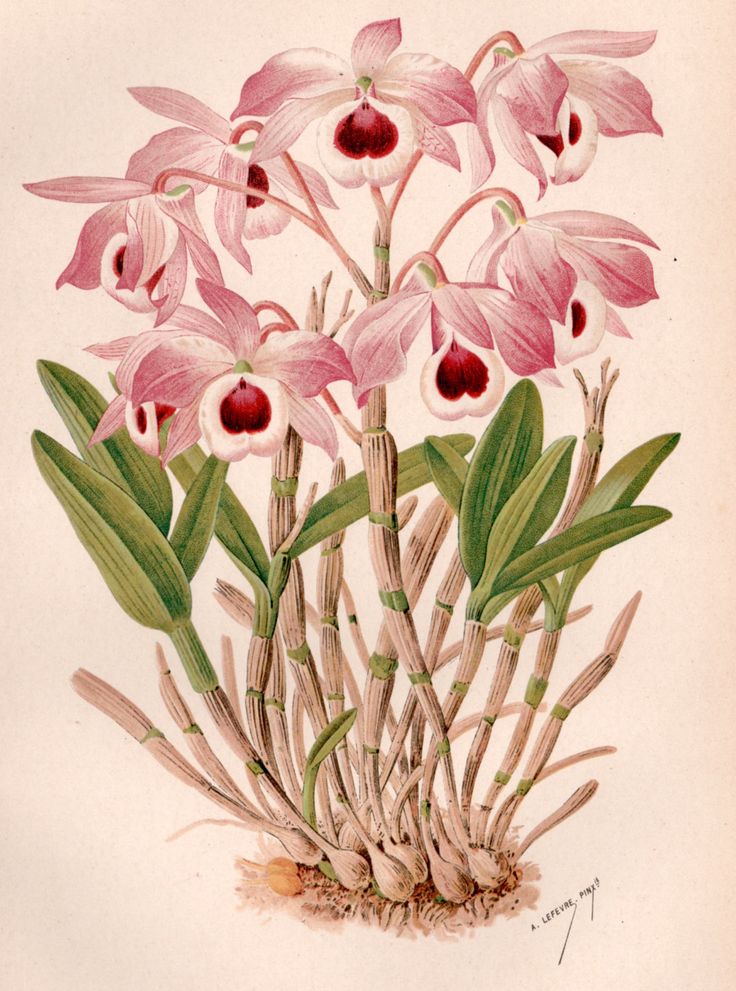 an illustration of pink orchids with green leaves and buds on the stems, in front of a white background