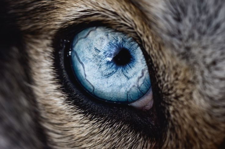 a close up view of the eye of a cat's head with blue eyes