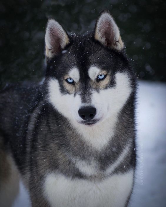 a husky dog with blue eyes standing in the snow