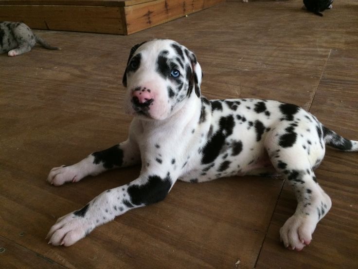 a black and white dog laying on top of a wooden floor