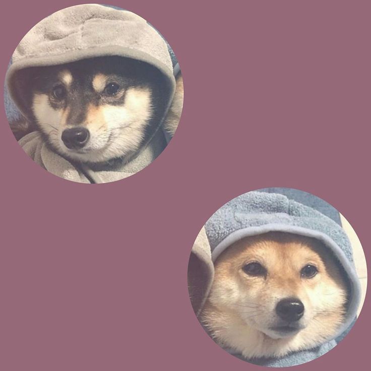 two dogs with hooded coats on their heads