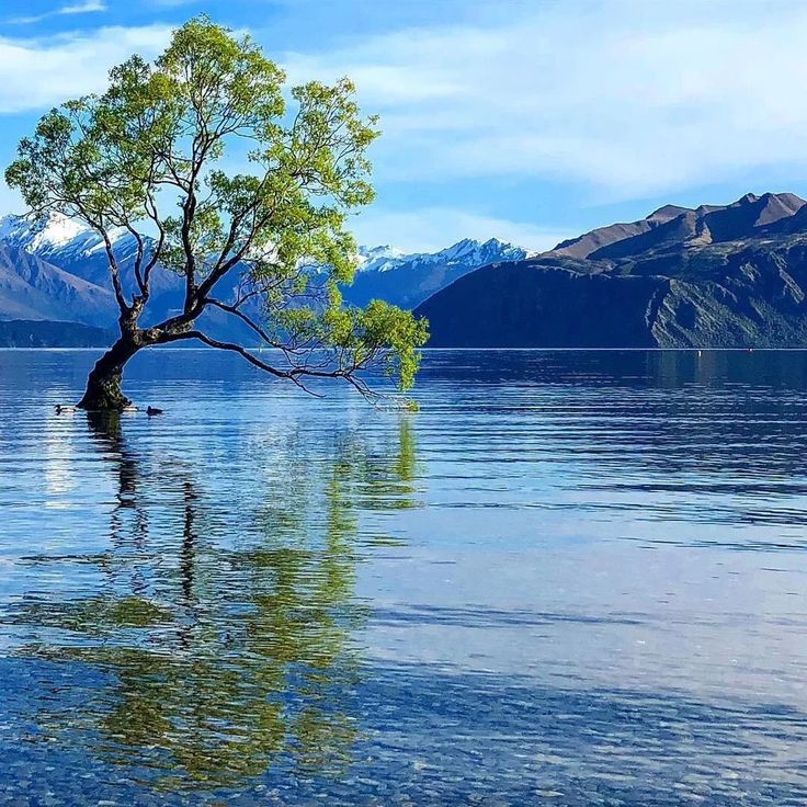 a lone tree sitting in the middle of a body of water with mountains in the background