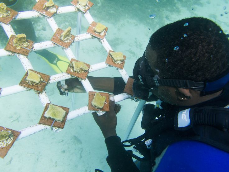 a man in scuba gear is looking at some food