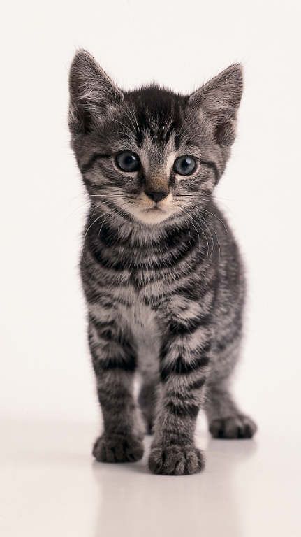 a small kitten standing on top of a white floor