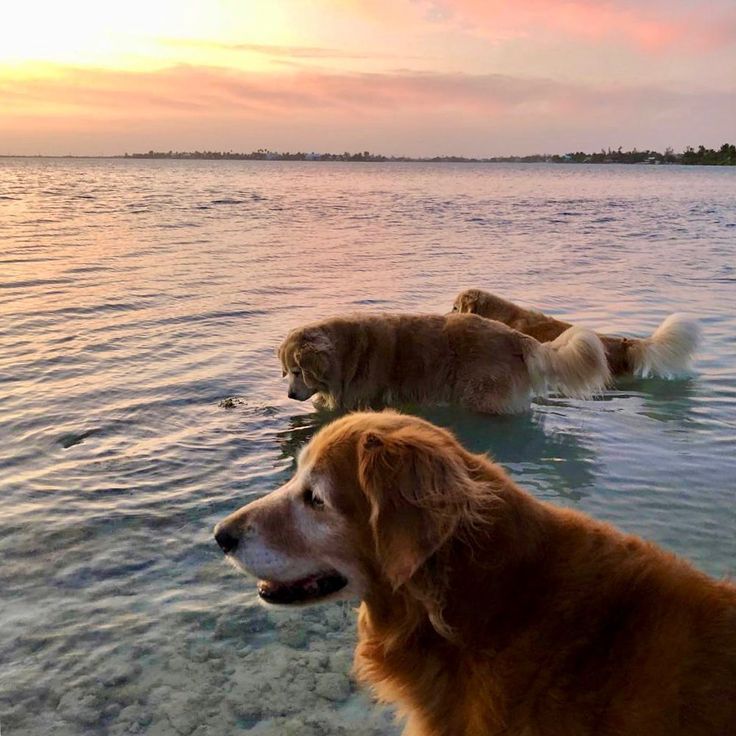 Best Smiling Dogs: Adorable and Fun Canine Companions