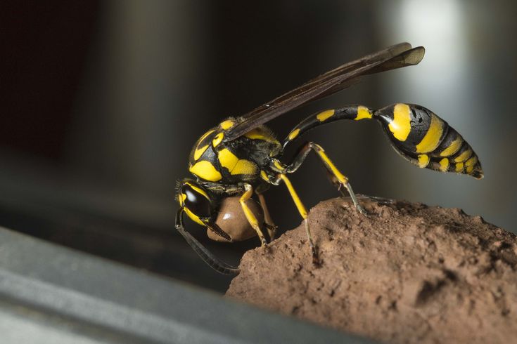 a yellow and black insect sitting on top of a rock