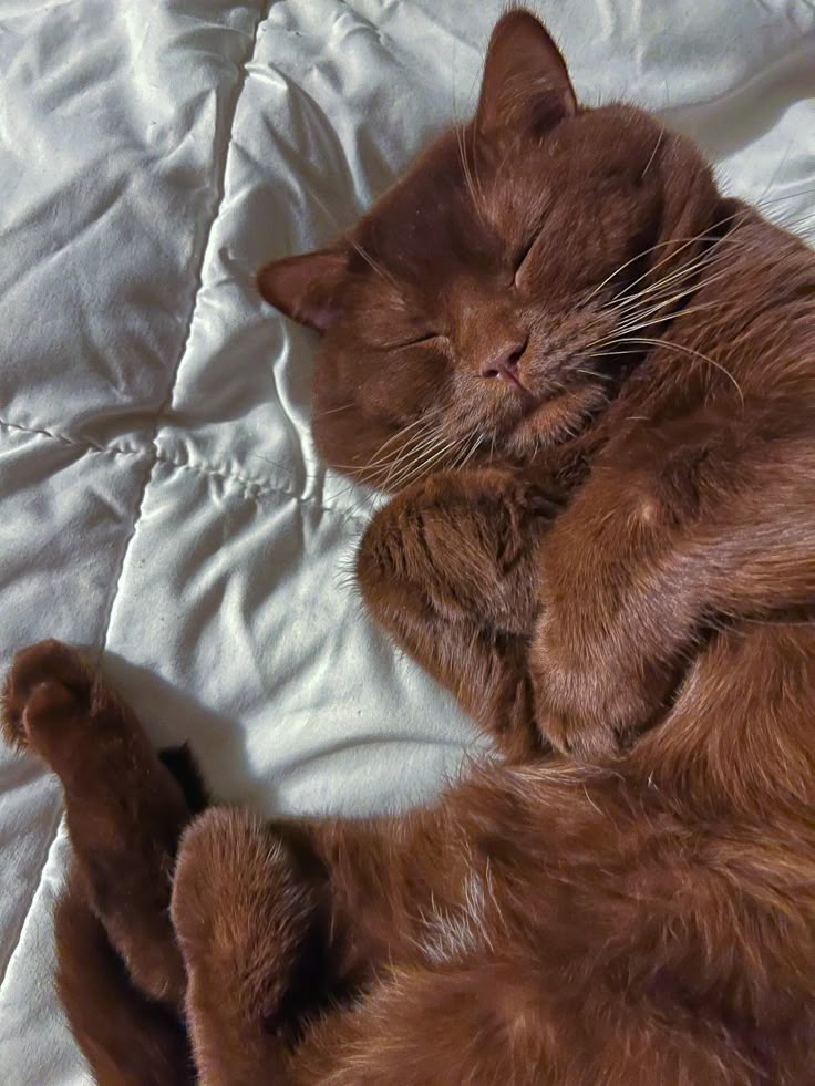 an orange cat laying on top of a white bed sheet with its eyes closed and head resting on it's paws