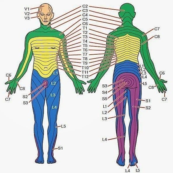 Medical Contents on Instagram: “Dermatomal Pattern Chart ...