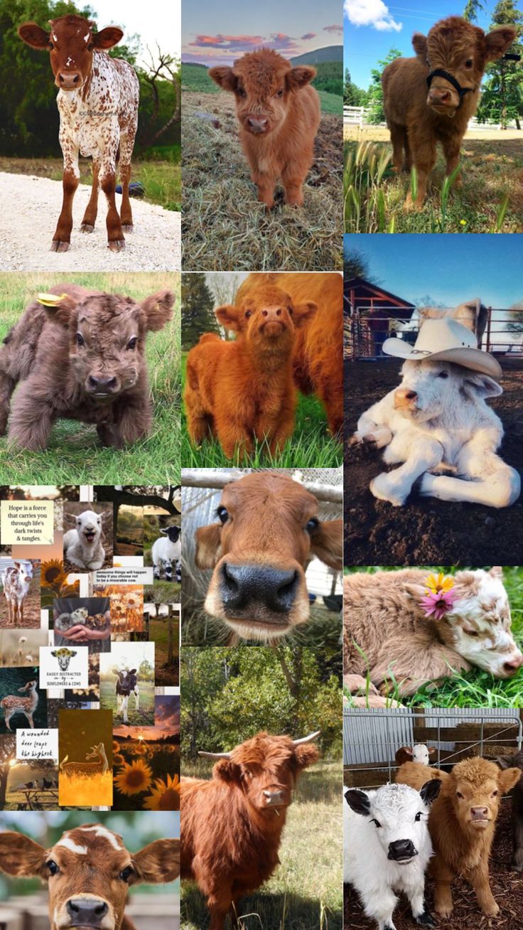 many different pictures of cows and their babies in the grass, with one cow looking at the camera