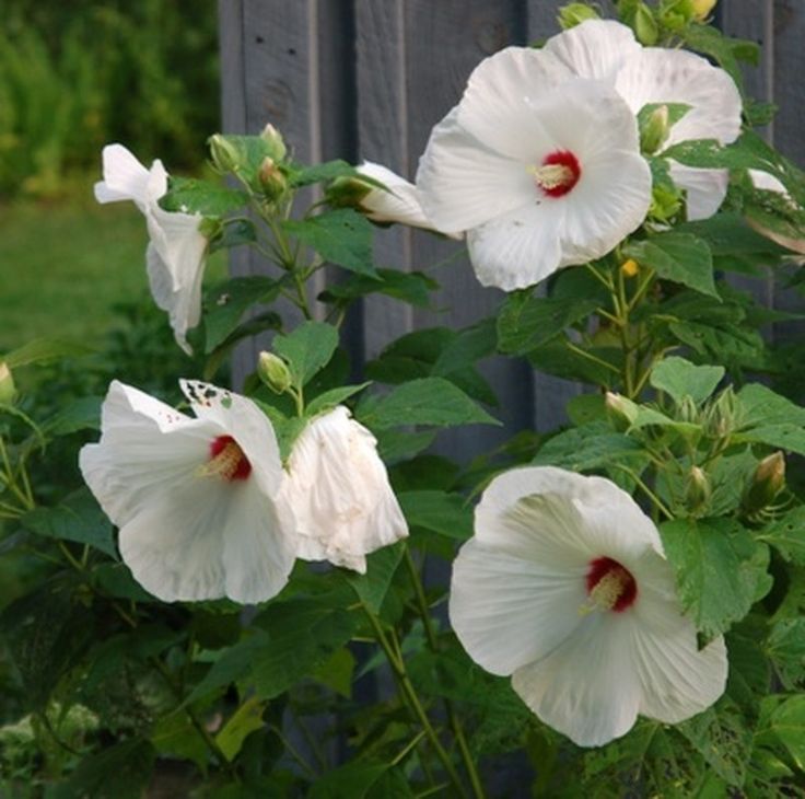 white flowers are blooming in front of a wooden fence with green leaves on it