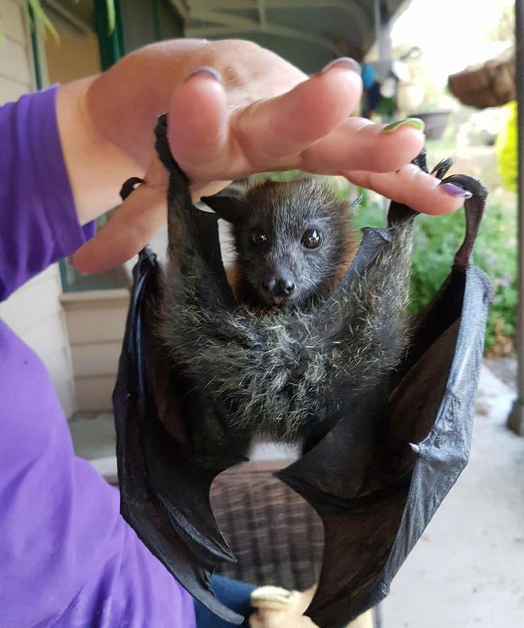 a person holding a small bat in their hand and it looks like they are flying through the air