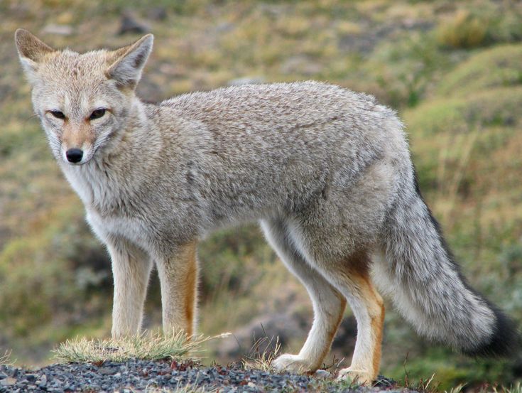 a gray fox standing on top of a grass covered hillside