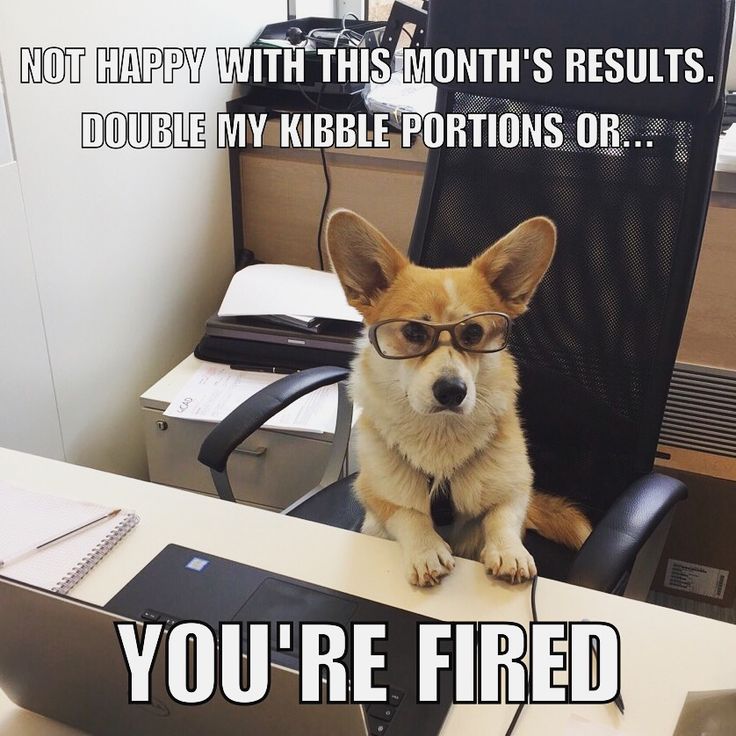 a dog wearing glasses sitting in an office chair