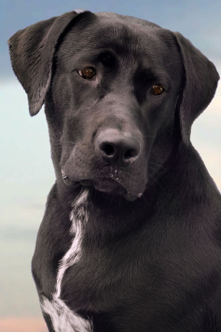 a black dog with white spots on it's face looking at the camera while sitting down