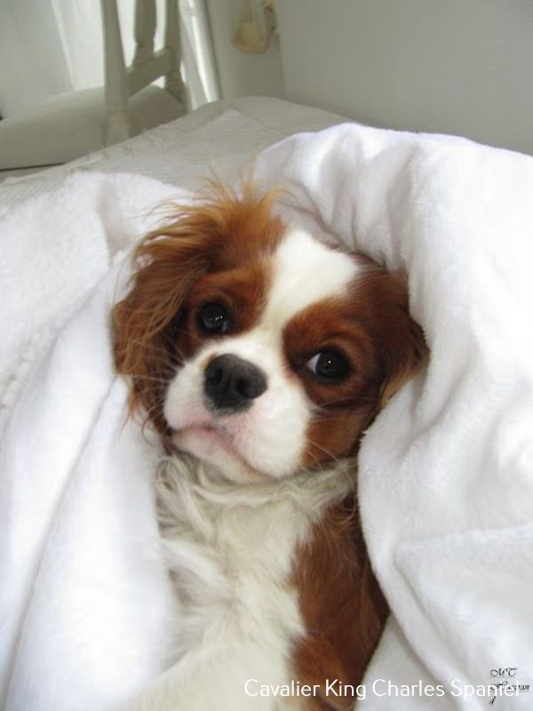 a small brown and white dog laying under a blanket