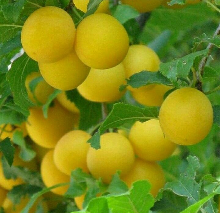 the fruit is growing on the tree and ready to be picked from it's branches