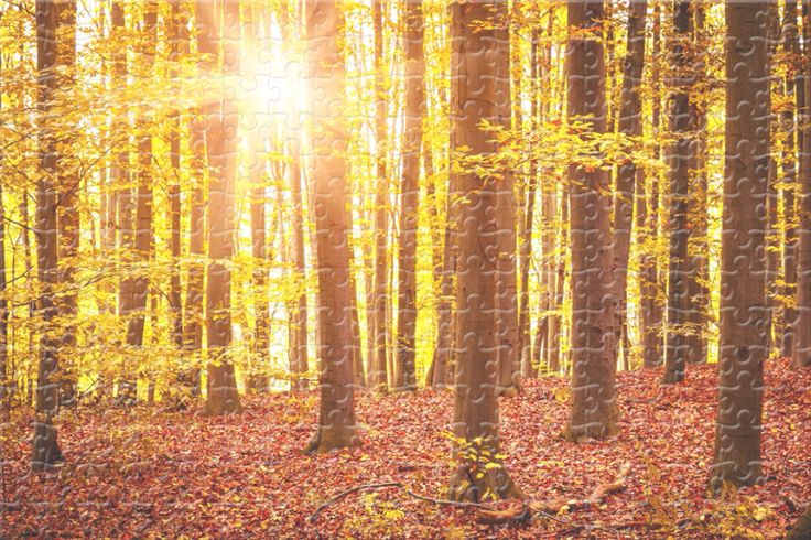 the sun is shining through the trees in the autumn forest with fallen leaves on the ground