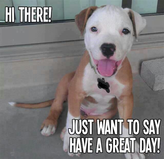 a brown and white dog sitting in front of a door with the caption just want to say have a great day