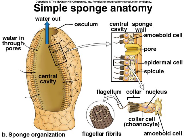 an image of a diagram of the inside of a human foot with caption below