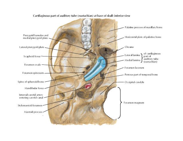 Auditory Tube Eustachian Anatomy Lateral Pterygoid Plate Scaphoid Fossa Foramen Ovale Foramen Spinosum Spine Of S Anatomy Bones Anatomy Medical Anatomy