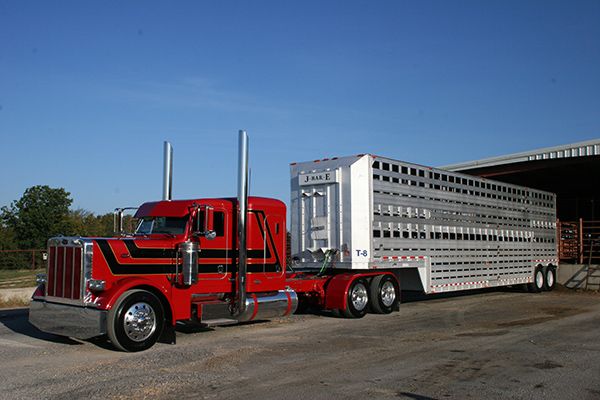 a red semi truck parked in front of a large white trailer with cattle on it's flatbed