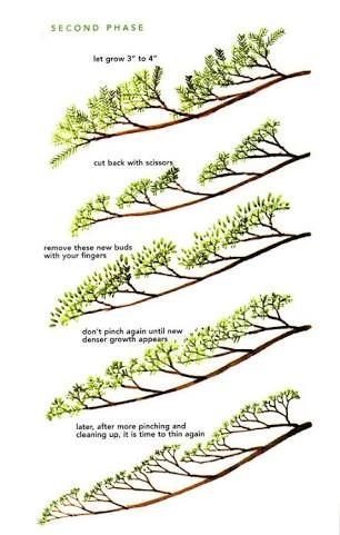 different types of trees that are growing from the ground to the top and bottom branches