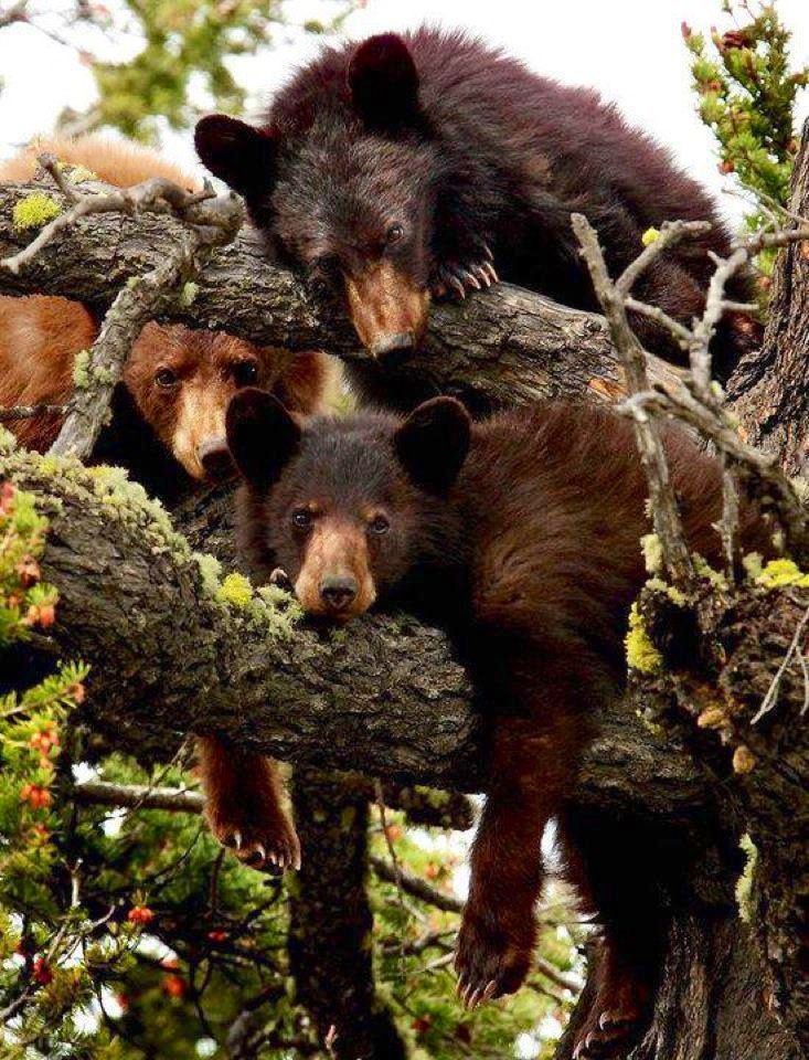 a group of brown bears climbing up a tree