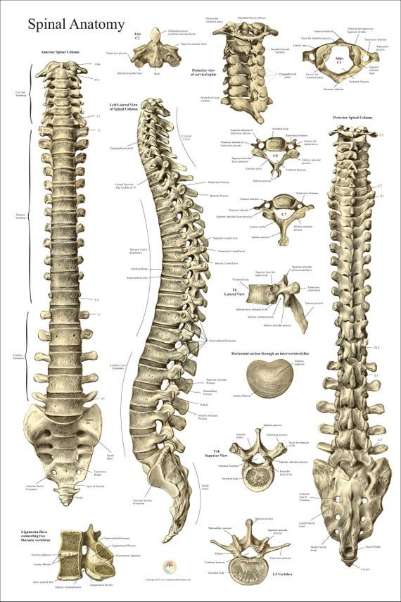 a diagram of the back and neck bones