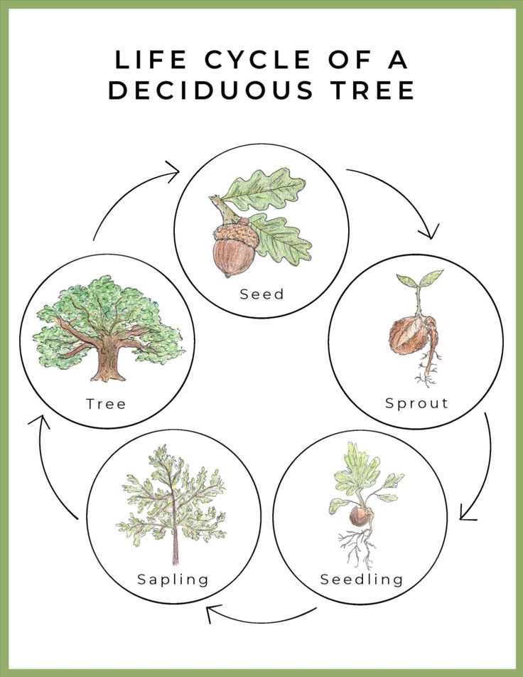 Printable Life Cycle Of A Tree - Printable Word Searches