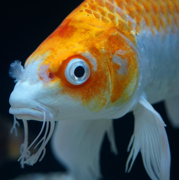 an orange and white fish with its mouth open looking at the camera while it's swimming