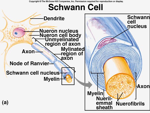 an image of the structure of a cell and its functions in human cells, including