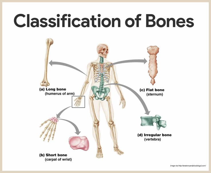 the skeletal skeleton and its different bones are labeled in this diagram, which shows how each bone