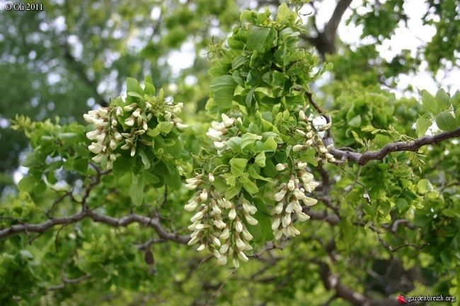 some white flowers are hanging from a tree branch with green leaves and branches in the background