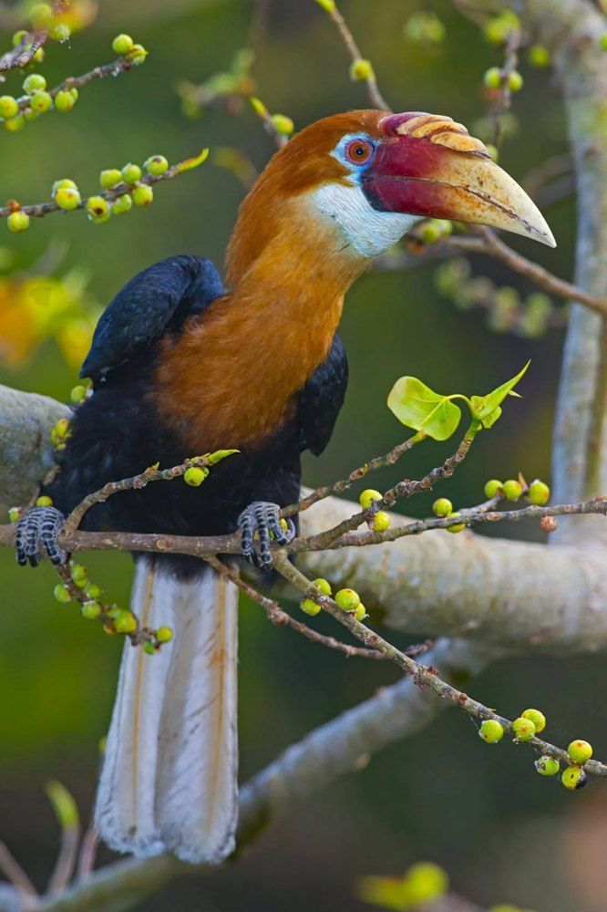 a colorful bird sitting on top of a tree branch