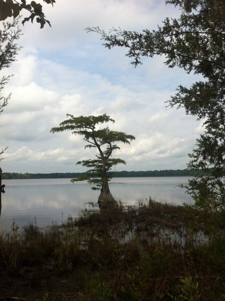 a lone tree sitting in the middle of a lake surrounded by tall grass and trees