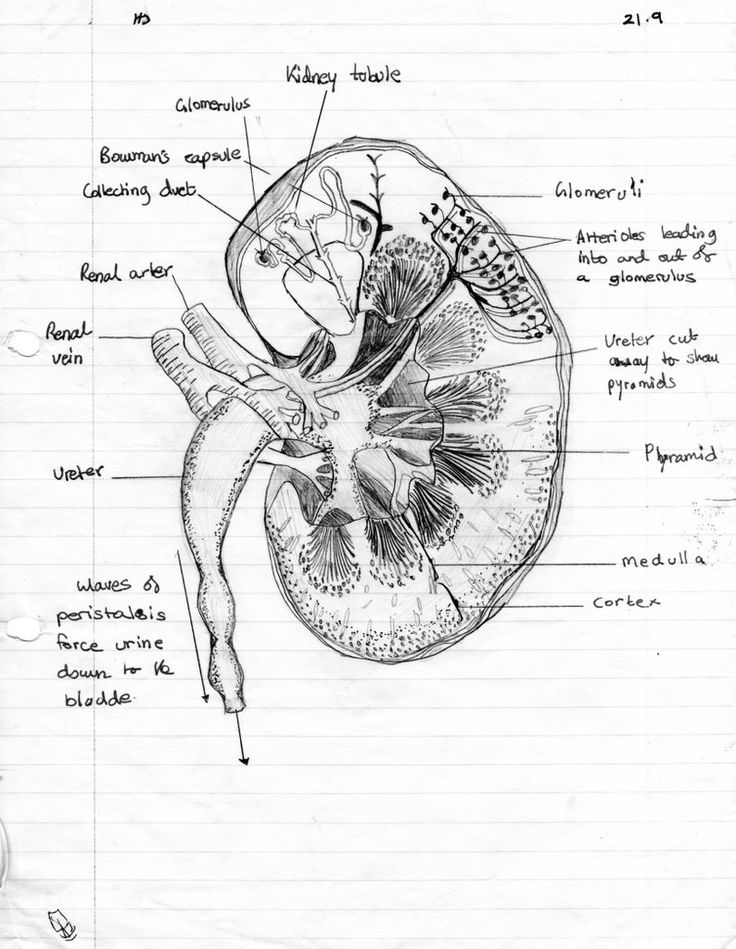 126 best Kidneys images on Pinterest | Anatomy, Nursing schools and ...