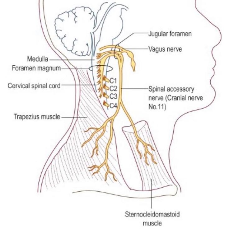 Pin de Lieve Wuyts en Natuurlijke gezondheid | Fisiología, Anatomia ...