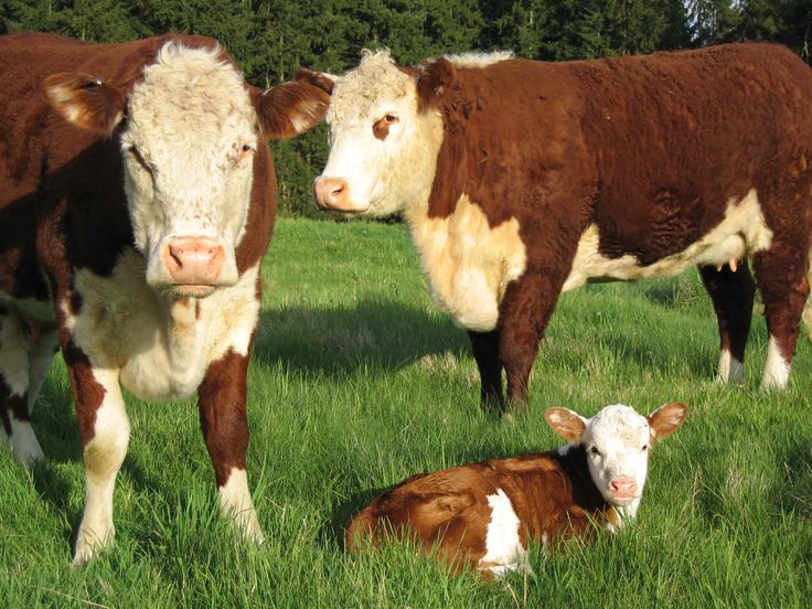 two brown and white cows are standing in the grass next to a baby calf laying on the ground