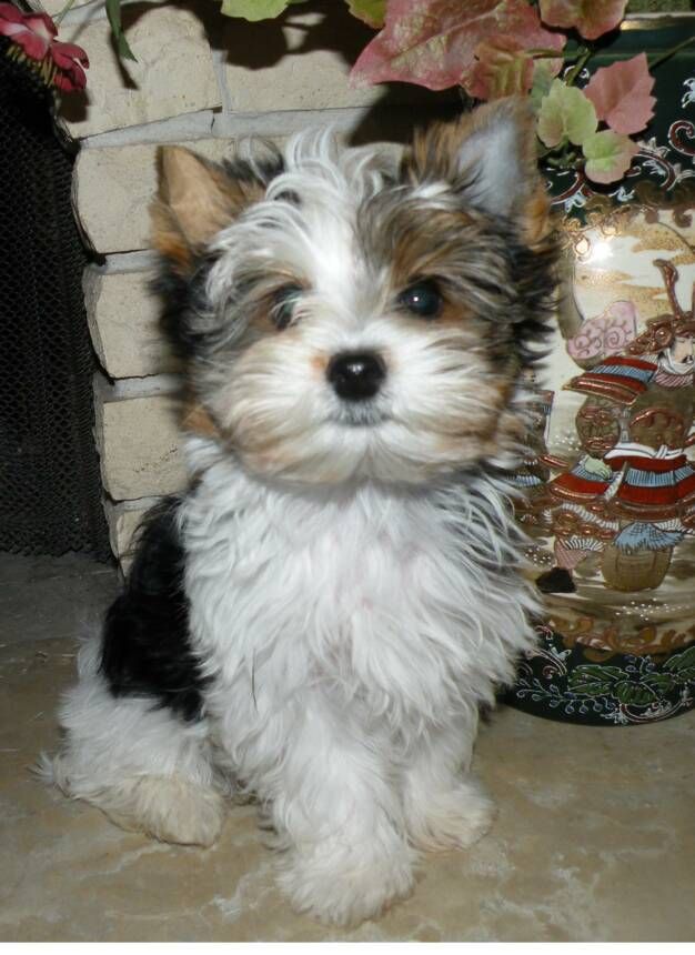 a small white and black dog sitting next to a vase