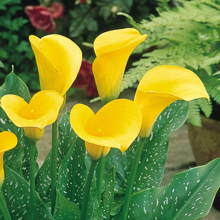 some yellow flowers are in a pot on the ground near green plants and other greenery