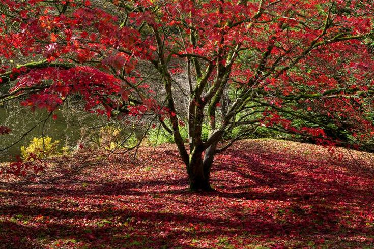 a tree with red leaves on the ground