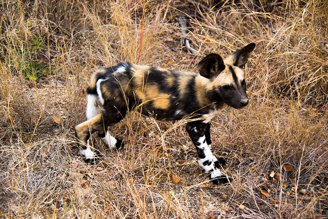 a spotted dog is walking through the tall grass