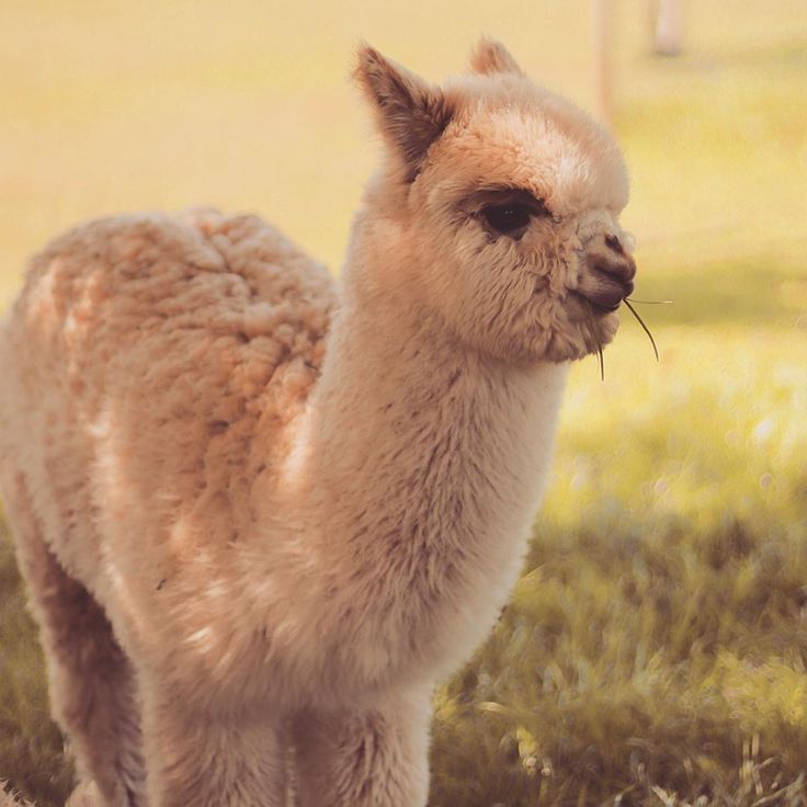 an alpaca is standing in the grass