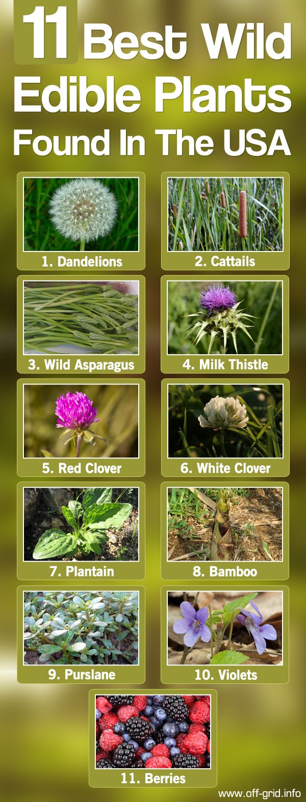 the 11 best wild edible plants found in the usa