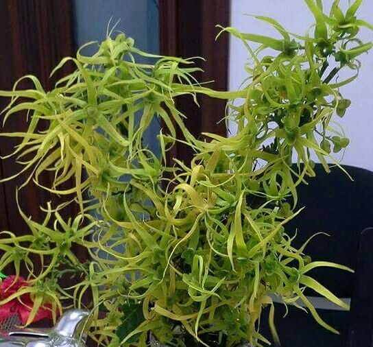 a potted plant sitting on top of a table